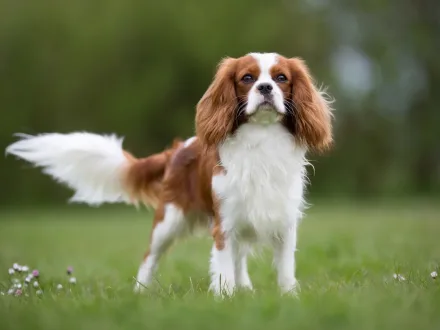 Ritratto di un elegante esemplare di Cavalier King Charles Spaniel