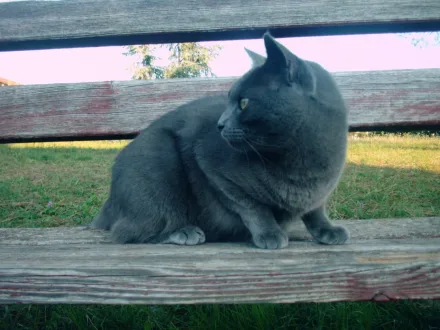 Ritratto di un gatto di razza Certosino