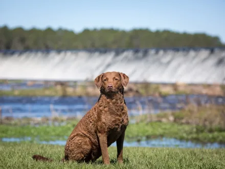 Un esemplare di Chesapeake Bay Retriever in un ambiente acquatico naturale