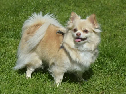 Ritratto di un cane di razza Chihuahua