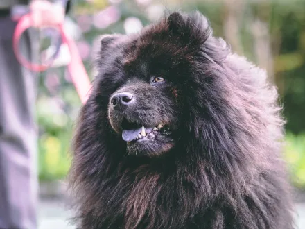 Ritratto di un cane di razza Chow Chow