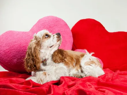 Ritratto di un cane di razza Cocker Americano