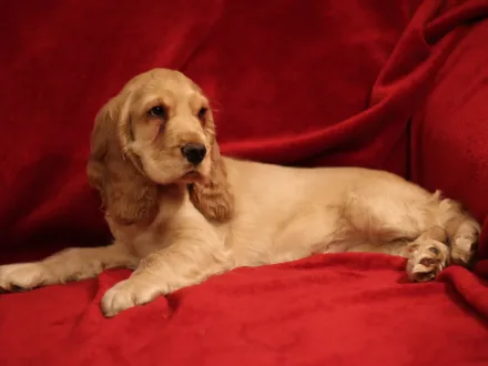 Ritratto di un cane di razza Cocker Spaniel Inglese