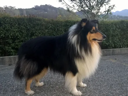 Ritratto di un cane di razza Collie