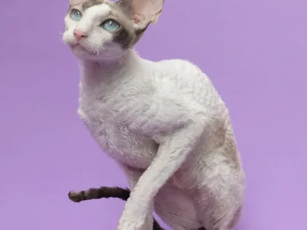 Ritratto di un gatto di razza Cornish Rex