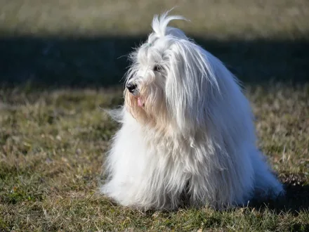 Ritratto di un cane di razza Coton de Tulear