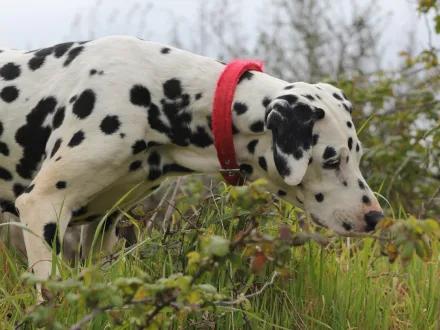 Ritratto di un cane di razza Dalmata