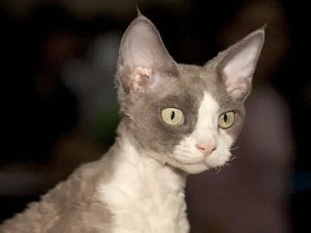 Ritratto di un gatto di razza Devon Rex