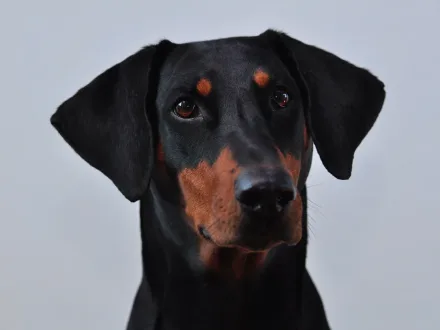 Ritratto di un cane di razza Dobermann
