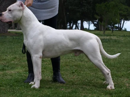 Ritratto di un cane di razza Dogo Argentino