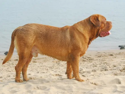 Ritratto di un cane di razza Dogue de Bordeaux