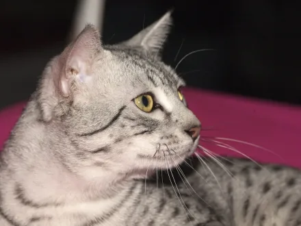 Ritratto di un gatto di razza Egyptian Mau