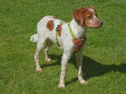Ritratto di un cane di razza Epagneul Breton