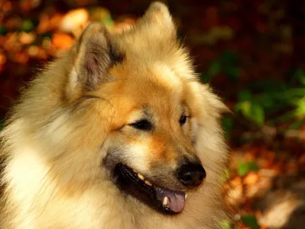 Ritratto di un cane di razza Eurasier