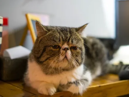 Ritratto di un gatto di razza Exotic Shorthair