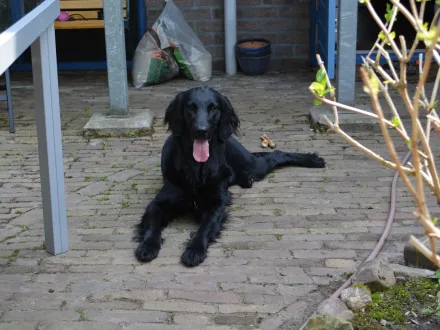 Ritratto di un cane di razza Flat Coated Retriever