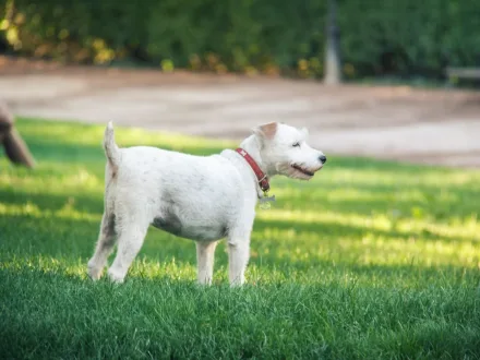Ritratto di un cane di razza Fox Terrier