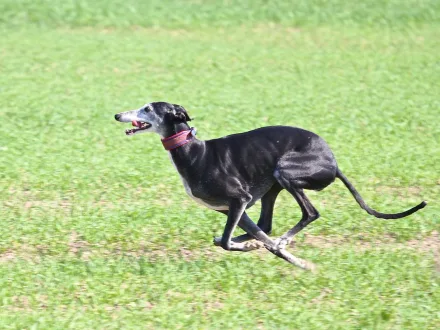 Ritratto di un cane di razza Galgo Español