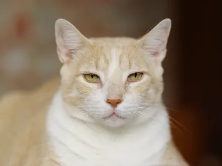 Ritratto di un gatto di razza Gatto Europeo