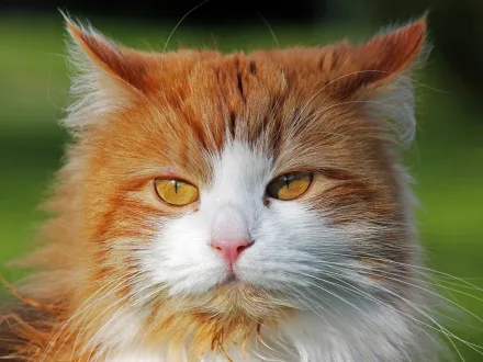 Ritratto di un gatto di razza Gatto Siberiano
