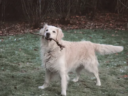 Ritratto di un cane di razza Golden Retriever