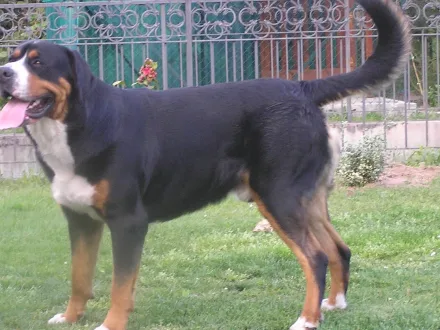 Ritratto di un cane di razza Grande Bovaro Svizzero