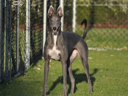 Ritratto di un cane di razza Greyhound