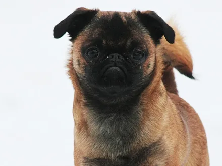 Ritratto di un cane di razza Griffone di Bruxelles