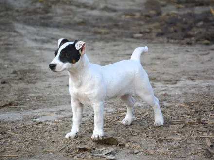 Ritratto di un cane di razza Jack Russell Terrier
