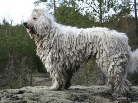 Ritratto di un cane di razza Komondor