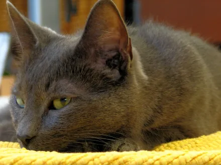 Ritratto di un gatto di razza Korat
