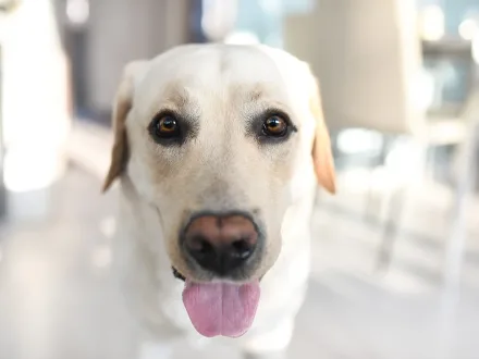Ritratto di un cane di razza Labrador Retriever