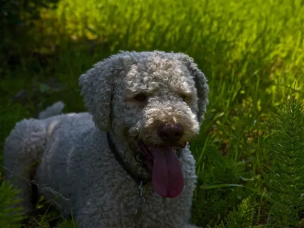 Ritratto di un cane di razza Lagotto Romagnolo