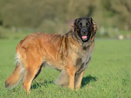 Ritratto di un cane di razza Leonberger