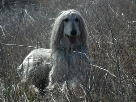 Ritratto di un cane di razza Levriero Afgano