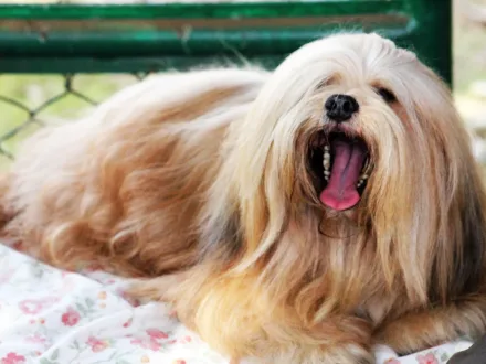 Ritratto di un cane di razza Lhasa Apso