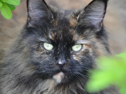 Ritratto di un gatto di razza Maine Coon