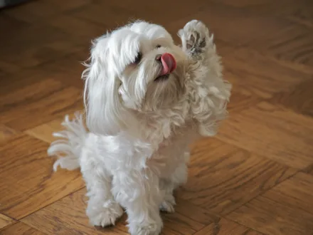 Ritratto di un cane di razza Maltese