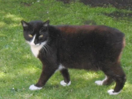 Ritratto di un gatto di razza Manx