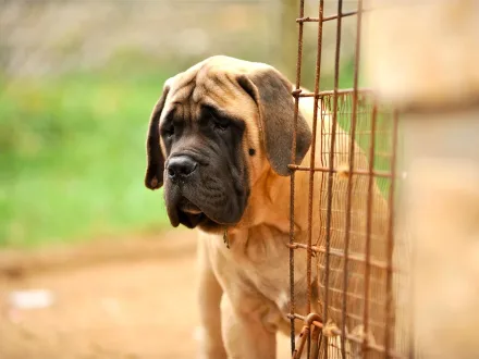 Ritratto di un cane di razza Mastiff