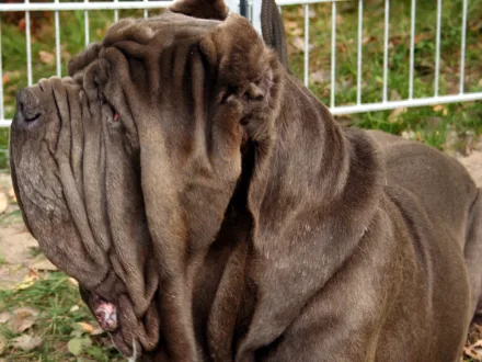 Ritratto di un cane di razza Mastino Napoletano