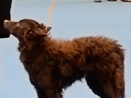 Ritratto di un cane di razza Mudi