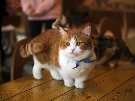 Ritratto di un gatto di razza Munchkin