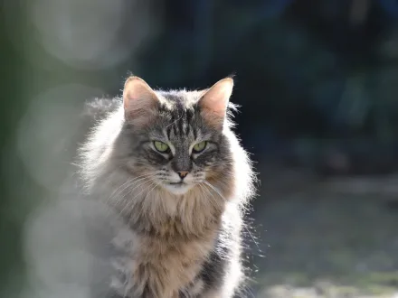 Ritratto di un gatto di razza Norvegese delle Foreste