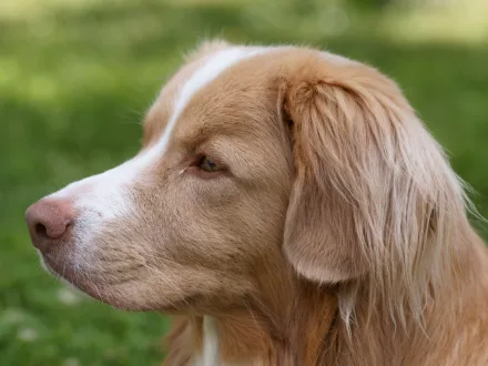 Ritratto di un cane di razza Nova Scotia Duck Tolling Retriever