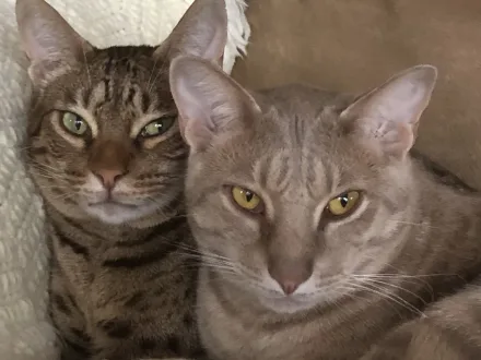 Ritratto di un gatto di razza Ocicat