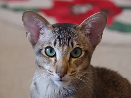 Ritratto di un gatto di razza Orientale