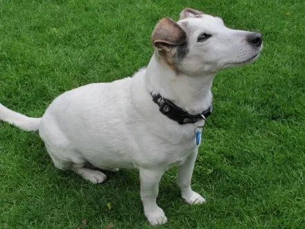 Ritratto di un cane di razza Parson Russell Terrier