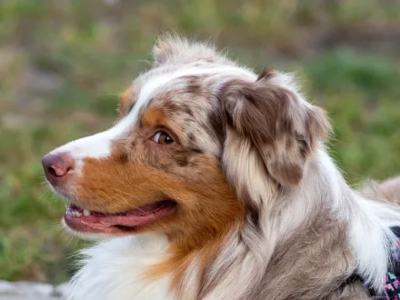 Ritratto di un cane di razza Pastore Australiano