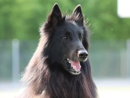 Ritratto di un cane di razza Pastore Belga Groenendael